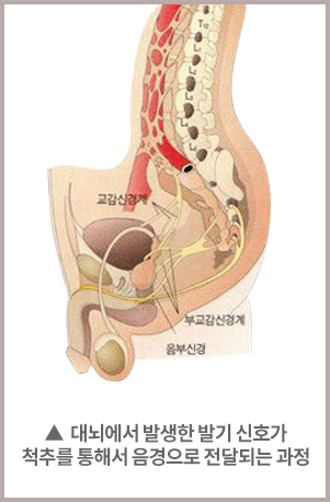 대뇌에서 발생한 발기 신호가 척추를 통해서 음경으로 전달되는 과정. 교감신경계·부교감신경계·음부신경의 경로를 그린 그림