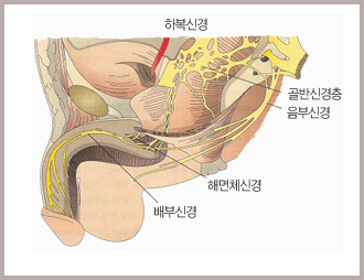 골반 옆면 해부도. 하복신경·골반신경총·음부신경·해면체신경·배부신경의 위치를 표시한 그림