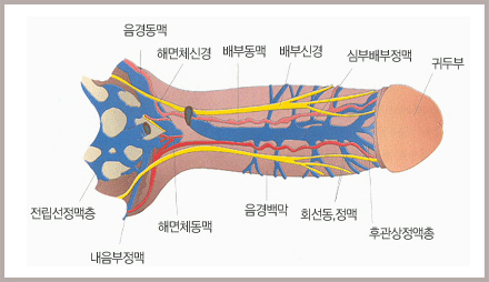 음경 해부도. 음경동맥·해면체신경·배부동맥·배부신경·심부배부정맥·귀두부·전립선정맥총·내음부정맥·해면체동맥·음경백막·회선동정맥·후관상정맥총의 위치를 표시한 그림