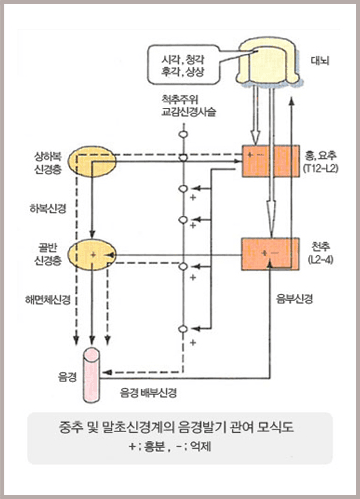 중추 및 말초신경계의 음경발기 관여 모식도. 대뇌의 시각·청각·후각·상상 자극이 흉·요추(T12-L2)와 천추(L2-4)를 거쳐 상하복신경총·골반신경총·해면체신경·음부신경으로 음경에 전달되는 경로(+ 흥분, - 억제)