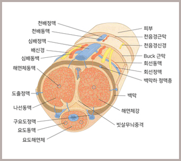 음경 단면 해부도. 천배정맥·천배동맥·심배정맥·배신경·심배동맥·해면체동맥·도출정맥·나선동맥·구요도정맥·요도동맥·요도해면체와 피부·천음경근막·Buck 근막·회선동맥·회선정맥·백막·해면체강의 위치
