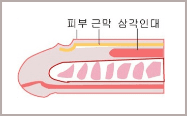 피부와 근막 아래에 삼각인대가 두껍게 발달한 음경 단면 그림